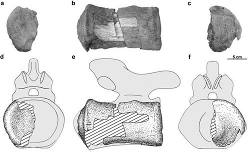 En la Antártida también había dinosaurios herbívoros