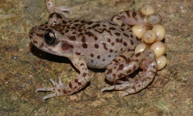 Remedio contra un hongo ‘letal’ que ya ha extinguido 200 especies de anfibios