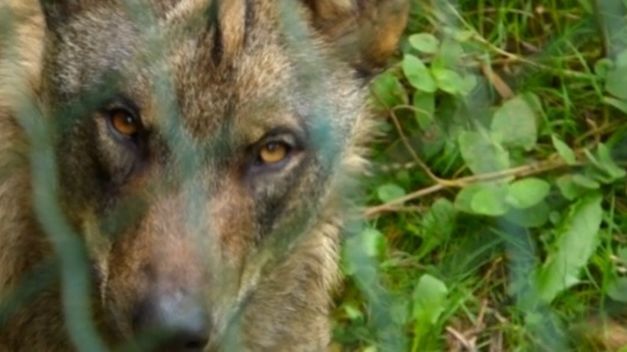 Implementan un redil en el monte Biciercas de Brieva para prevenir ataques del lobo al ganado
