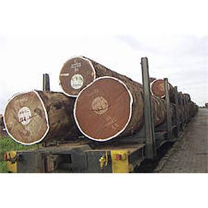 WWF pide frenar el comercio de madera procedente de talas ilegales en los mercados de Europa