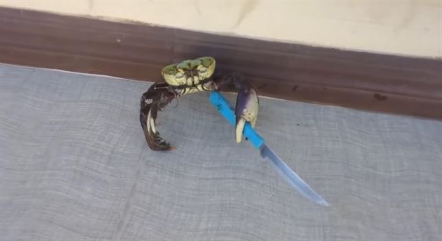 El cangrejo que te puede asaltar (Vea VIDEO)