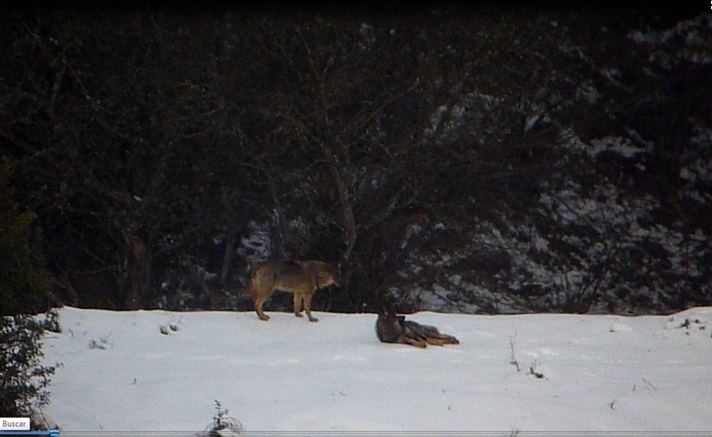 Quieren erradicar el lobo de Asturias