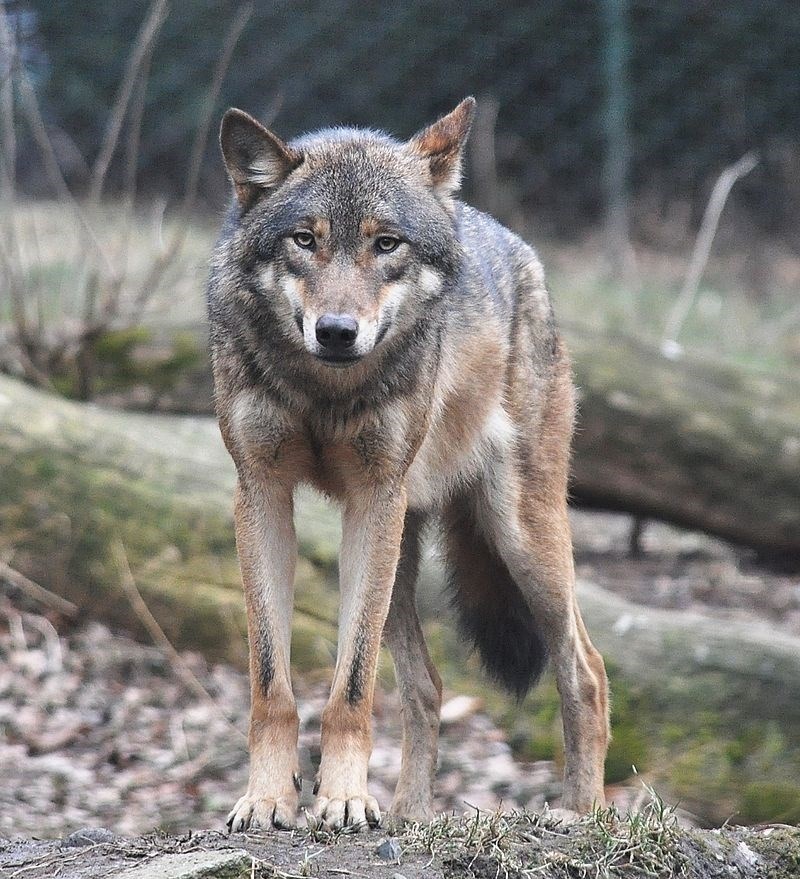 Caen los ataques al lobo al sur del Duero por primera vez desde 2008