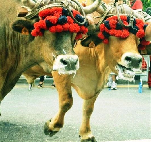 ATEA denuncia una "brutal agresión" a bueyes en Leioa (Vizcaya)