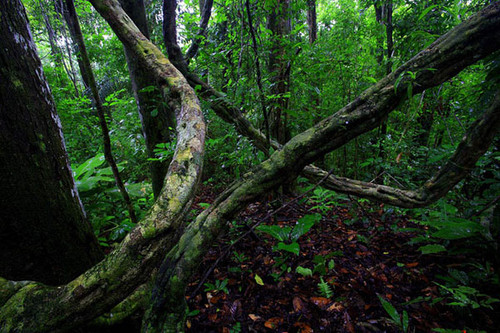 La diversidad de lianas explicada por los clones y los trastornos