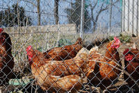 Cada vez más españoles consumen productos respetuosos con el bienestar animal