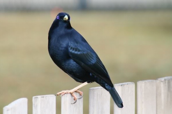 Primera evidencia de una especie no-humana que cultiva plantas