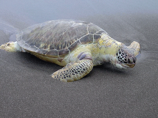 Cataluña. Presentación de la Red de Rescate de Fauna Marina y liberación de tortugas en el Delta del Ebro