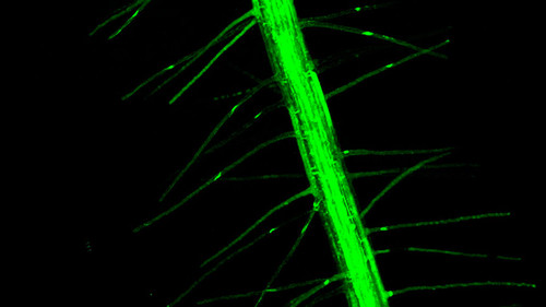 Descubren el secreto de las plantas para alargar sus raíces