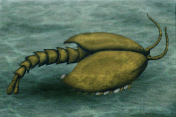 Waptia la mamá de hace 508 millones de años