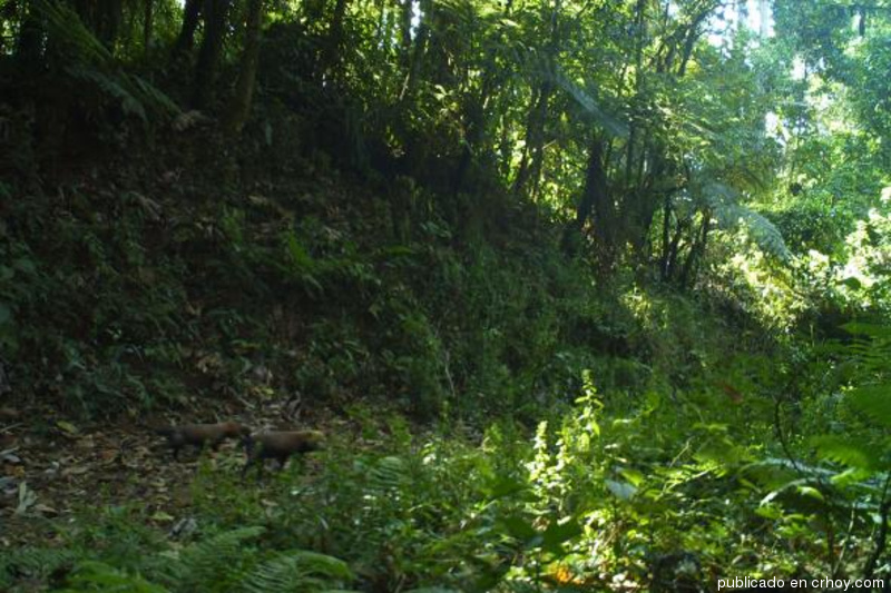 Cámara capta por primera vez a perro de monte en Talamanca