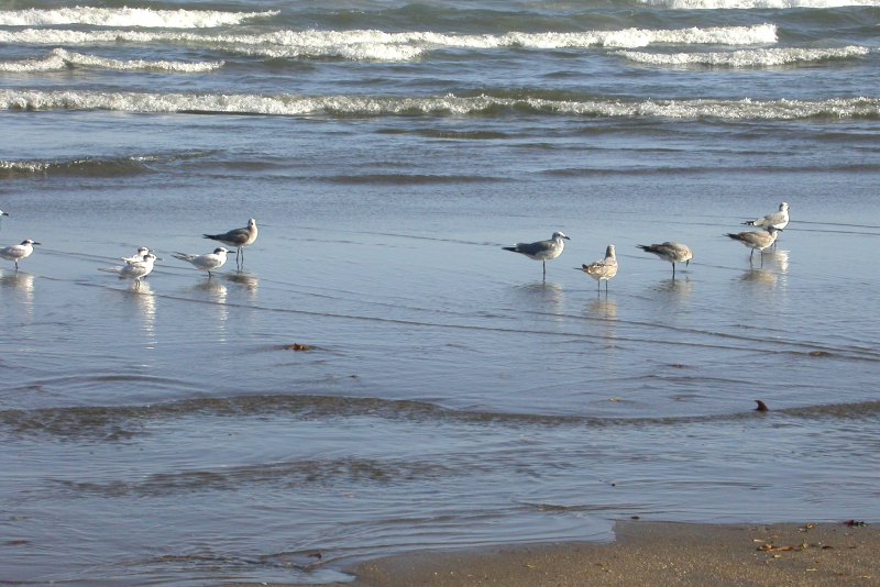 Zonas de Especial Protección para las Aves (ZEPAS) en las zonas marítimas españolas