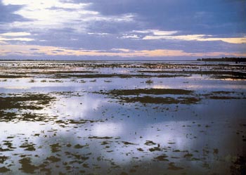WWF solicita al Consejo de Participación de Doñana que informe sobre el proyecto Balboa