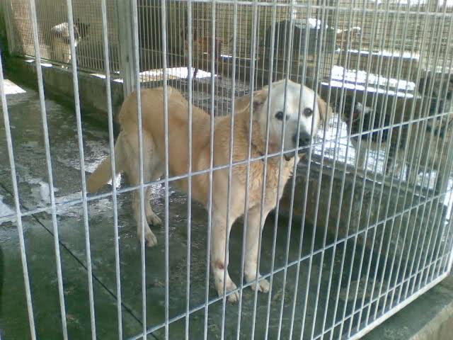 Qué pasa con la perrera municipal de Gijón