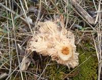 Quién se come las setas