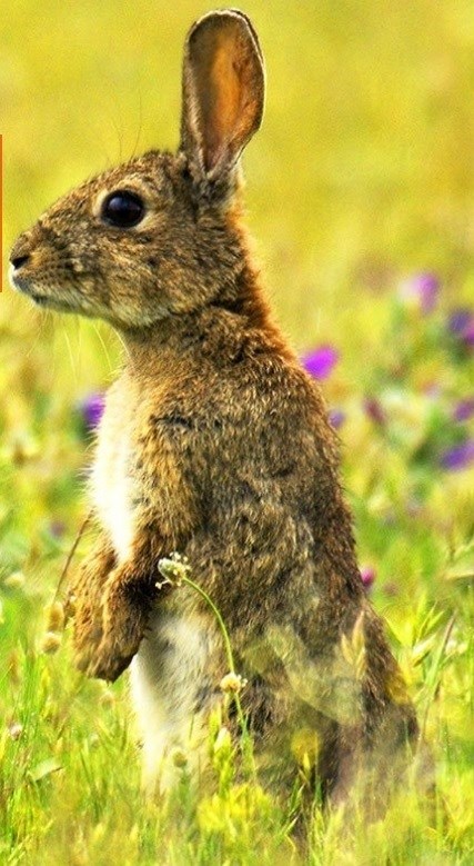 Nueva estrategia para que el conejo de monte