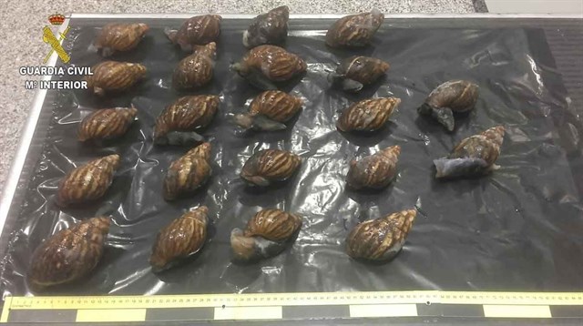 Intervenidos 22 caracoles gigantes africanos de una especie invasora dentro de una maleta en el aeropuerto de Bilbao