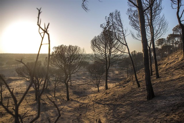 El CSIC confía en que la fauna pueda volver pronto a la zona quemada en Doñana y lograr un bosque biodiverso