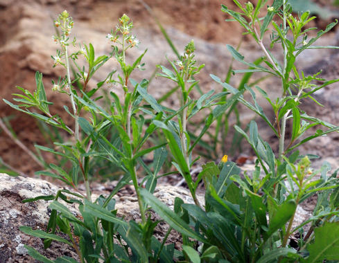 Cuál es la madre de todos los perfumes romanos