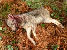 Asturias. El disparatado plan del lobo que solo piensa en los cazadores y ganaderos