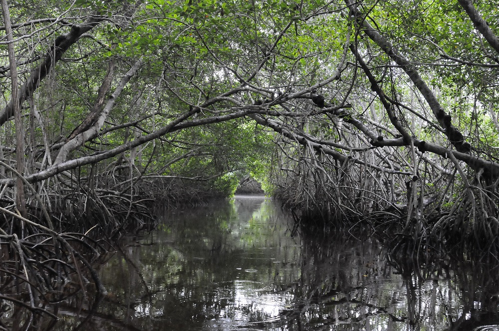 Día Internacional de Conservación del Ecosistema de Manglares