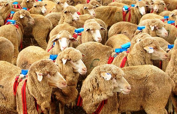 Las dos reglas de oro de los perros para manejar a sus rebaños