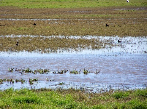 Puntos de extracción ilegal de agua en Doñana