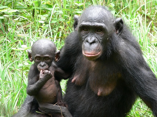 Los bonobos emiten sonidos parecidos a los de los bebés humanos