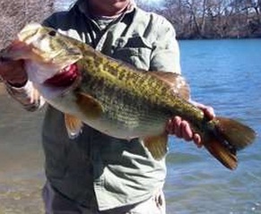 Pesca del black bass o perca americana ‘ la polemica’