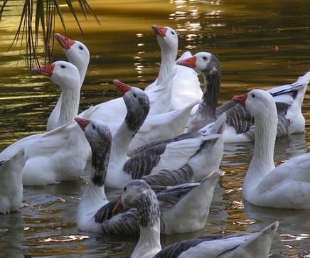 Ecologistas proponen retrasar la caza de gansos
