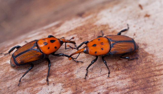 Consejo Asesor de Medio Ambiente analiza la próxima cumbre del clima de Lima y la inclusión de 21 especies invasoras
