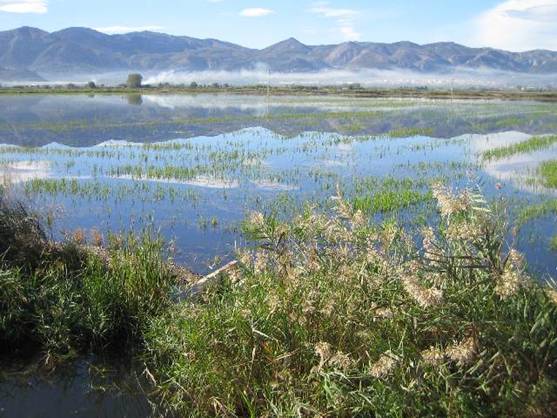 Restos de fármacos en el marjal de Pego-Oliva ponen en peligro la fauna del parque