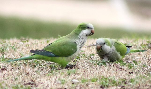 Averigua de donde proceden las cotorras invasoras