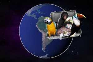 Millones de animales de Brasil son robados de las selvas tropicales