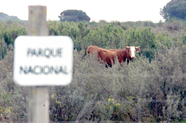 ‘Tira y afloja’ en el proyecto de Gas Natural para almacenamiento en Doñana