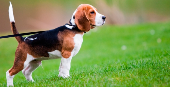 Argentina celebra el Día Nacional del Perro