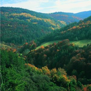 El Gobierno foral organiza en Pamplona una jornada sobre gestión forestal