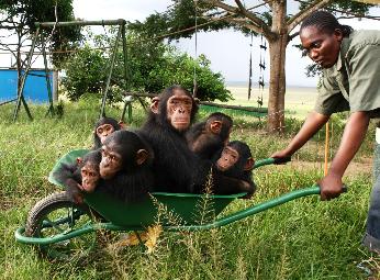 Una chimpancé paralizada por la polio dedica su vida a cuidar de otros chimpancés huérfanos