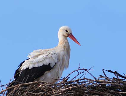 Marcan con un emisor satélite-GPS una cigüeña blanca en Vitoria