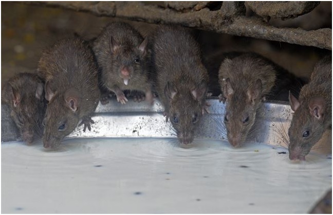 Las ratas ‘dueñas y señoras’ de Nueva York