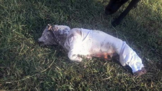 Argentina. Terrorífica matanza de perros en el parque de Maipú