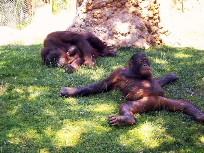 Muchos zoos europeos no cumplen las normas básicas de conservación