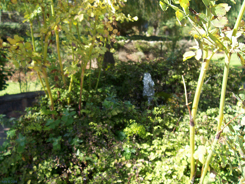 Más de 36.000 personas visitaron en 2009 el Jardín Botánico Torre del Vinagre