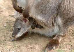 El núcleo zoológico El Bosque