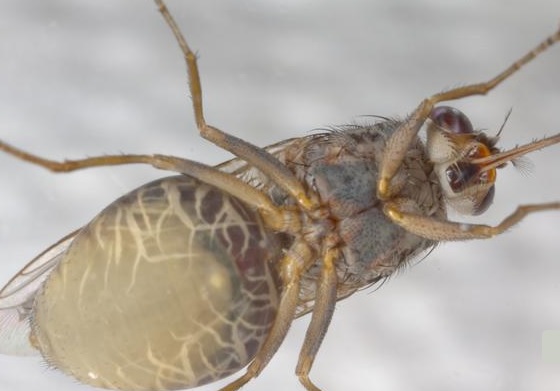 La ‘leche’ de las moscas tse-tsé es similar a la de los mamíferos