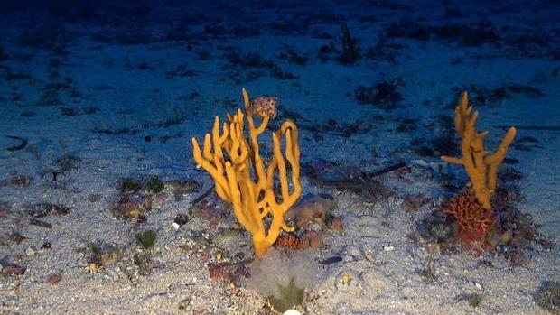 Verdemar solicita a la Junta de Cádiz información sobre las medidas tomadas para proteger los fondos marinos del Estrecho