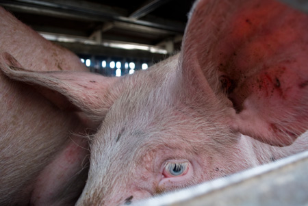 Europa exporta anualmente dos millones de animales