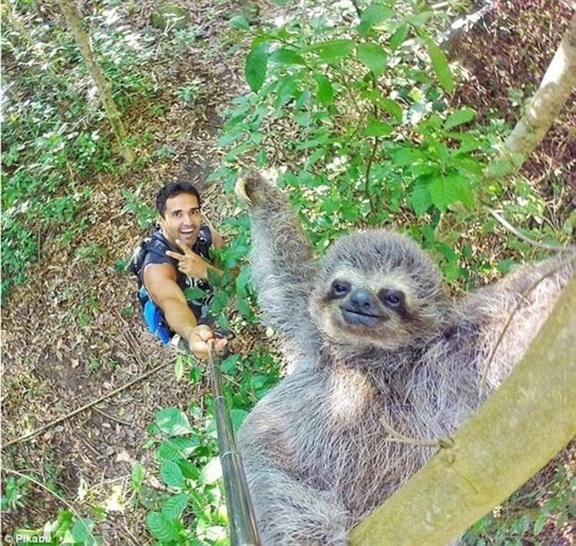 El selfie de un perezoso y un turista se hace ‘viral’
