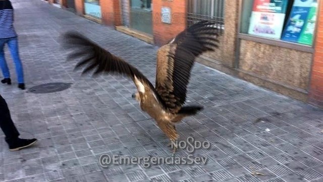 Recuperado un buitre leonado desorientado y malnutrido en la zona norte de Sevilla