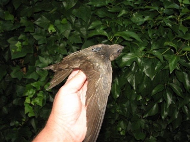 Los vencejos recorren 20.000 kilómetros en su viaje migratorio a África